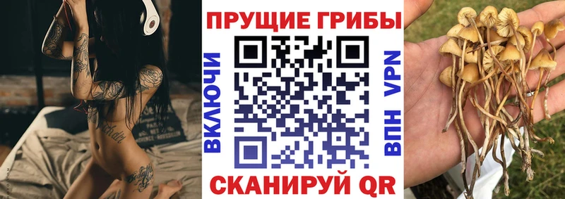Псилоцибиновые грибы Cubensis  darknet Telegram  Красково 